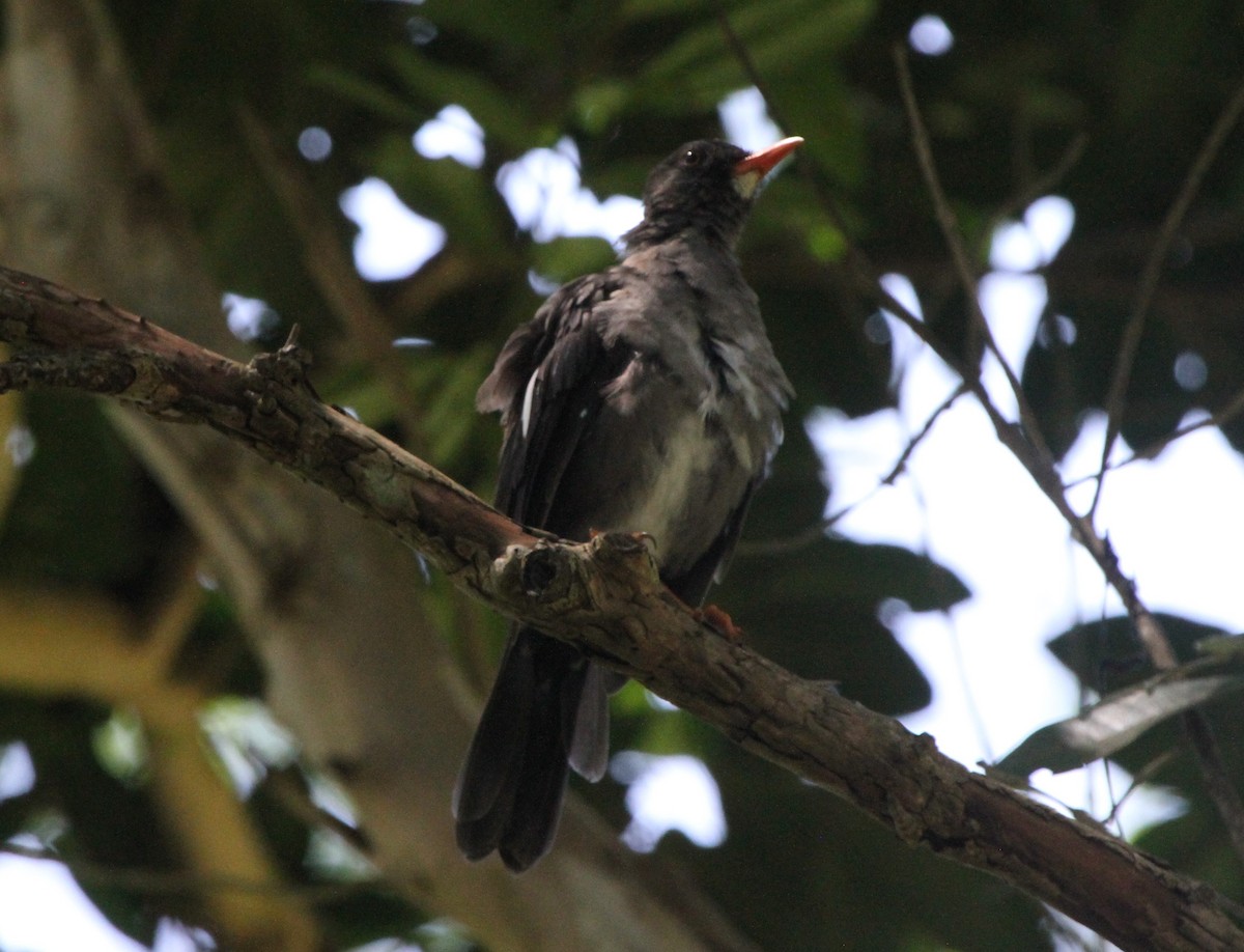 White-chinned Thrush - ML173236871