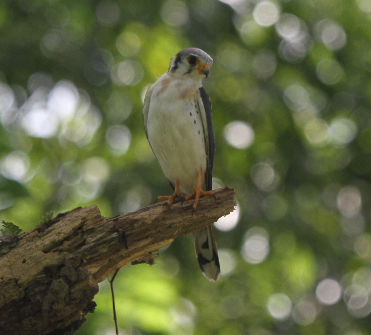 American Kestrel - ML173236911