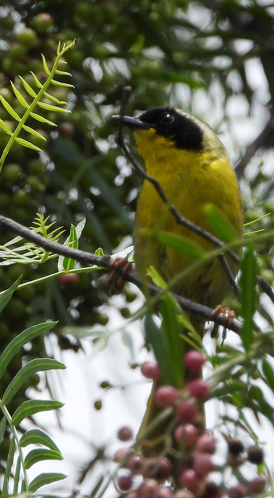 Hooded Yellowthroat - ML173237531