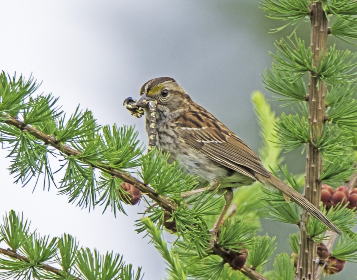 White-throated Sparrow - james poling