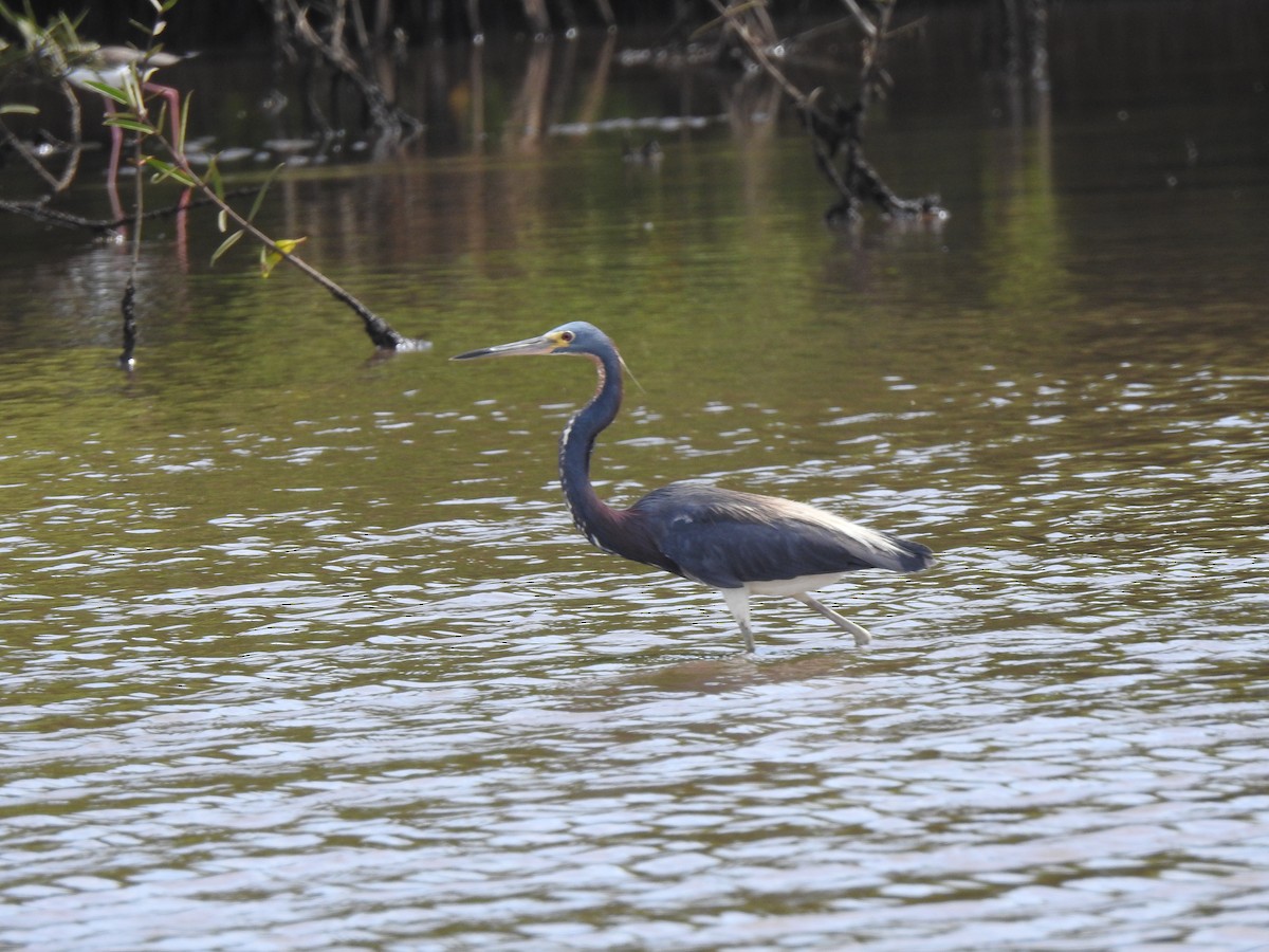 Tricolored Heron - Heidi  Viteri