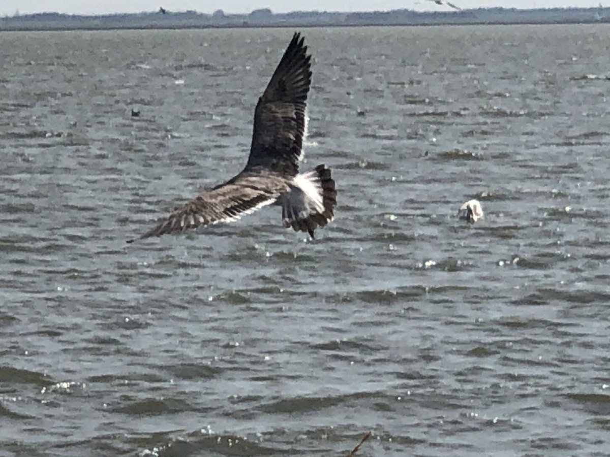 Gaviota Guanaguanare - ML173242901