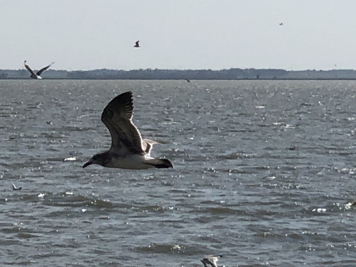 Laughing Gull - ML173242911