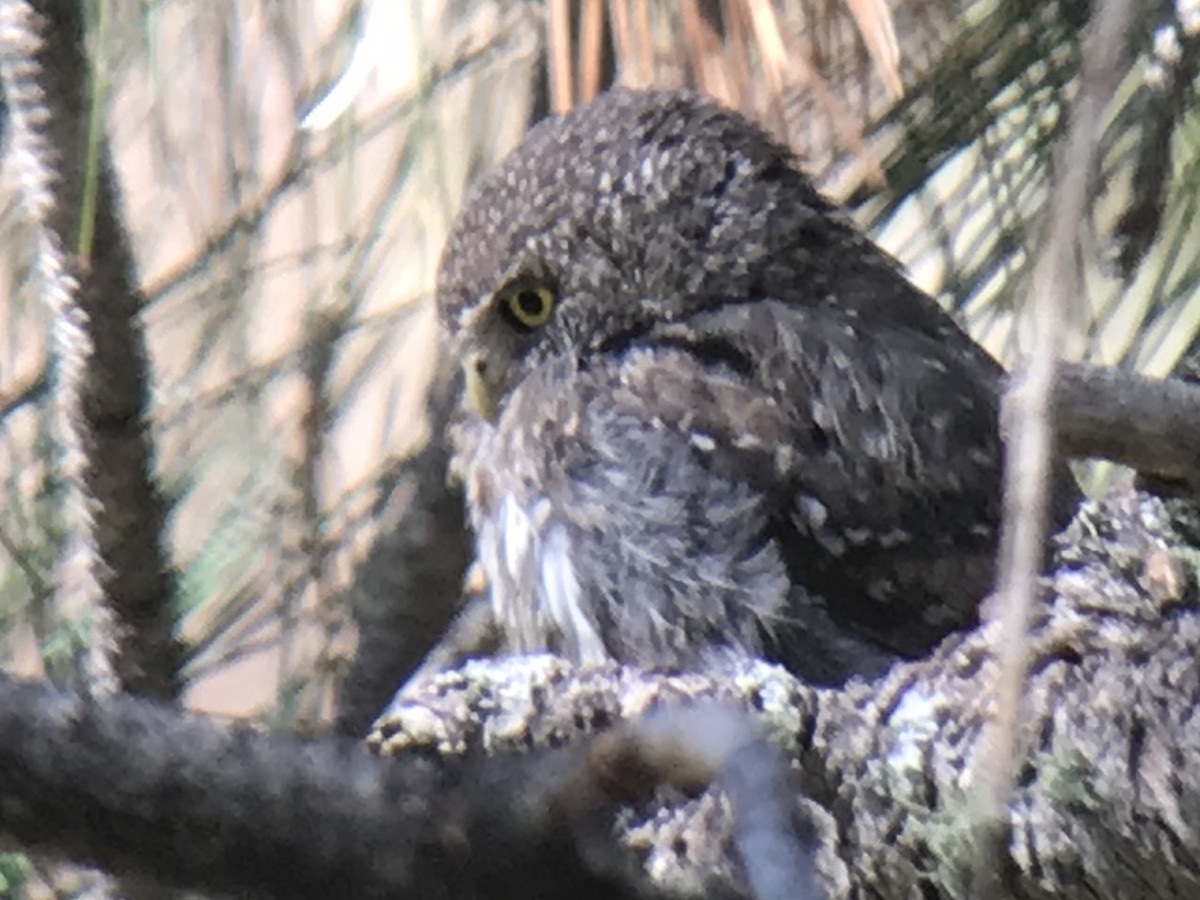 Northern Pygmy-Owl (Mountain) - Daryl Bernard