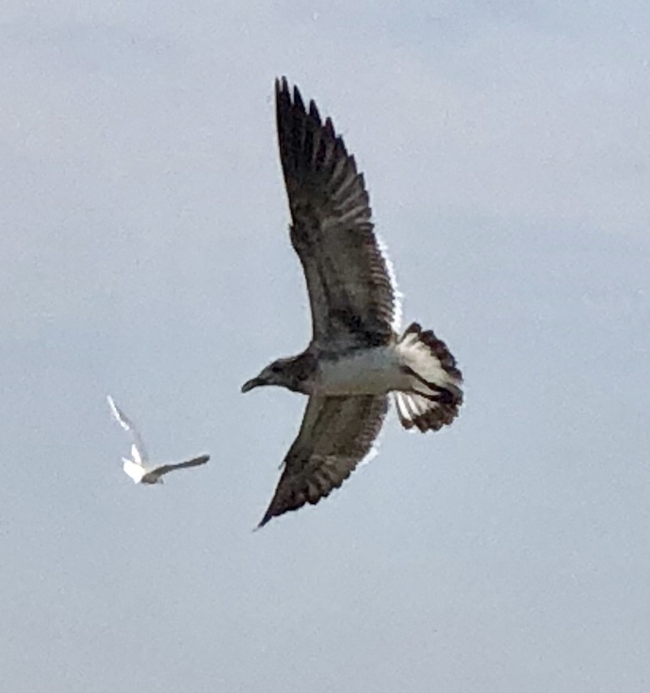 Gaviota Guanaguanare - ML173244121