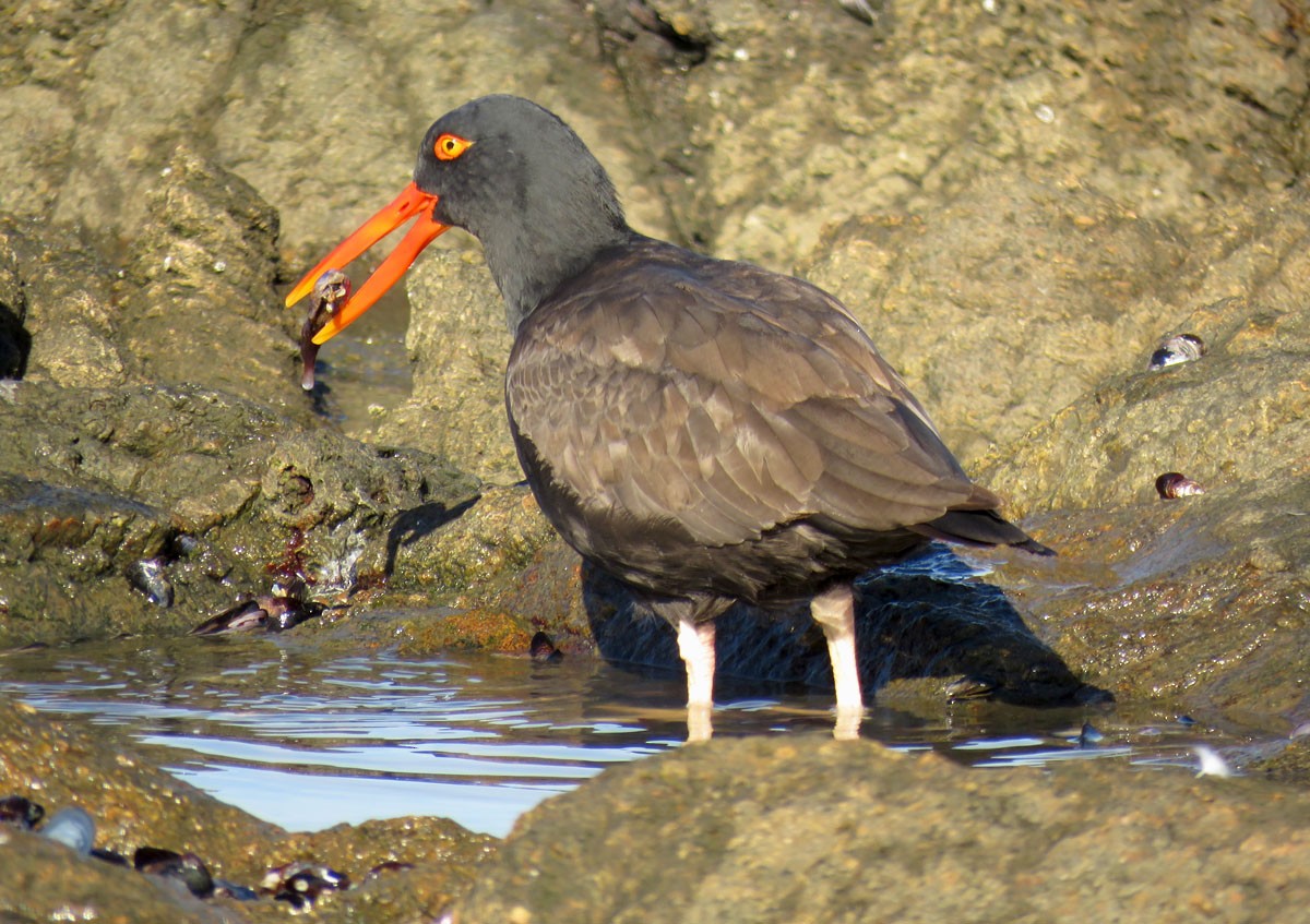 Blackish Oystercatcher - ML173244221