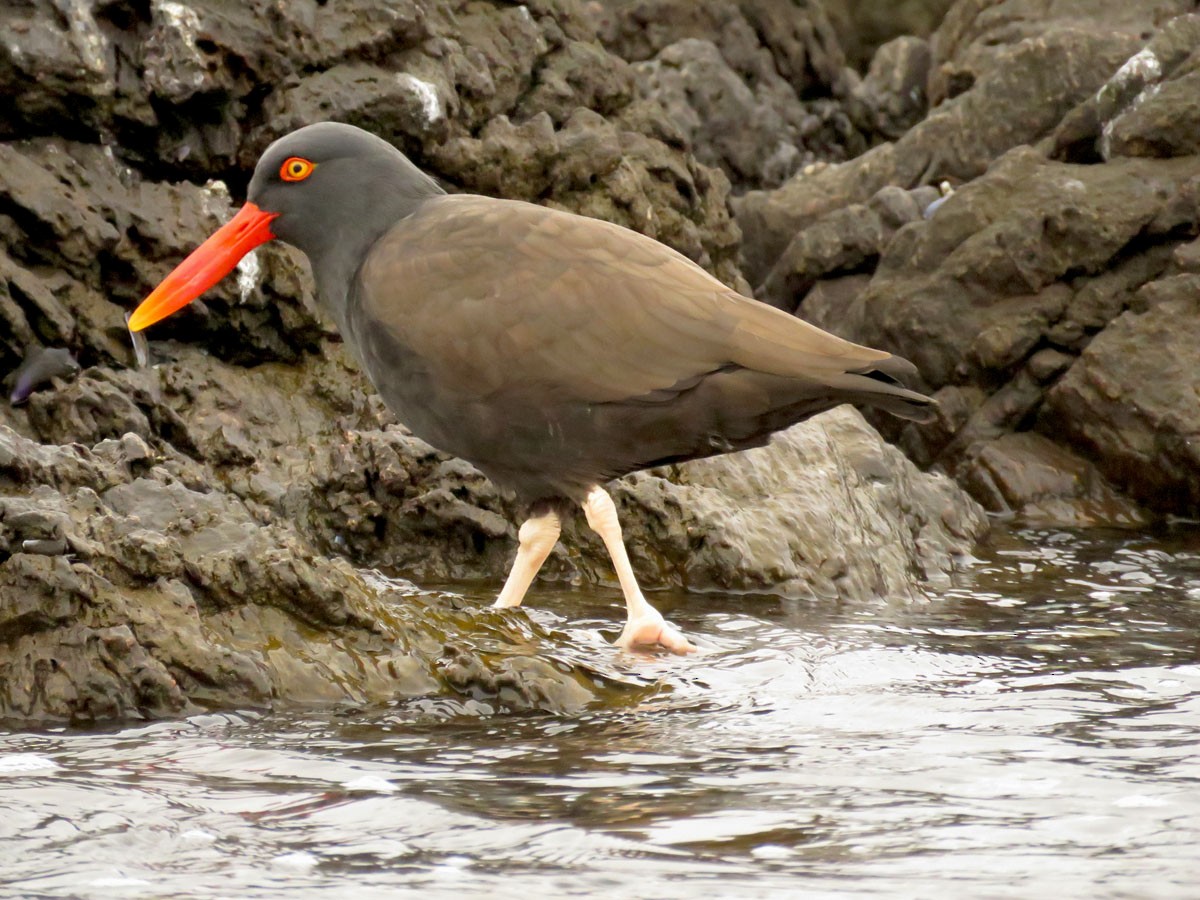 Blackish Oystercatcher - ML173244571