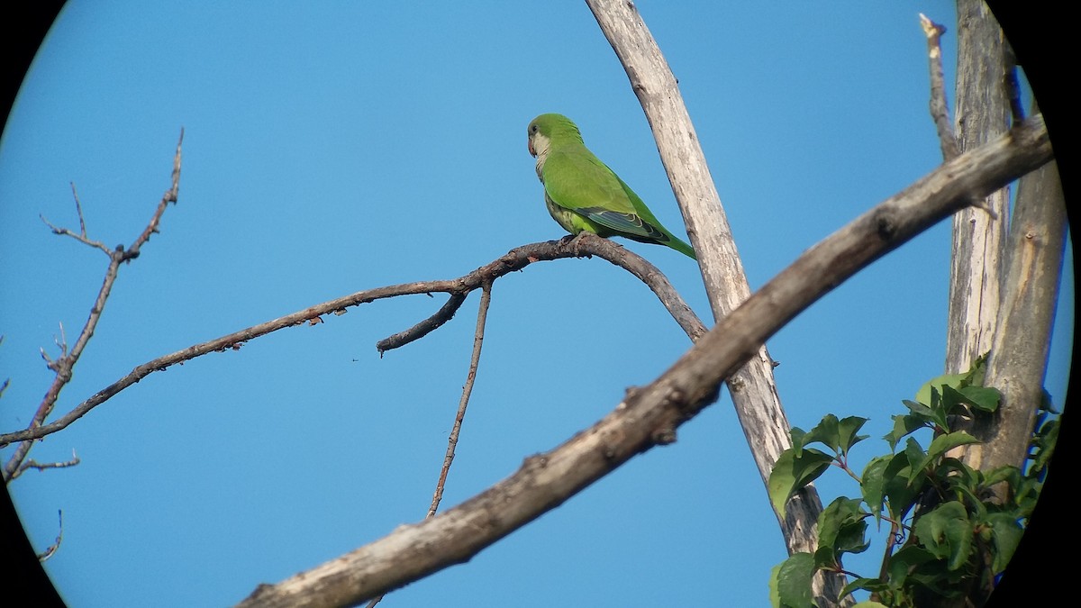 Monk Parakeet - ML173245861