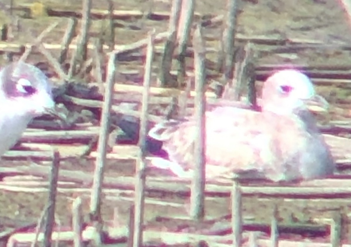 Laughing Gull - ML173246091