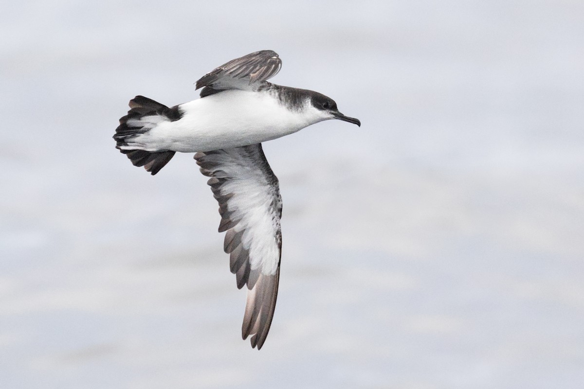 Manx Shearwater - ML173248191