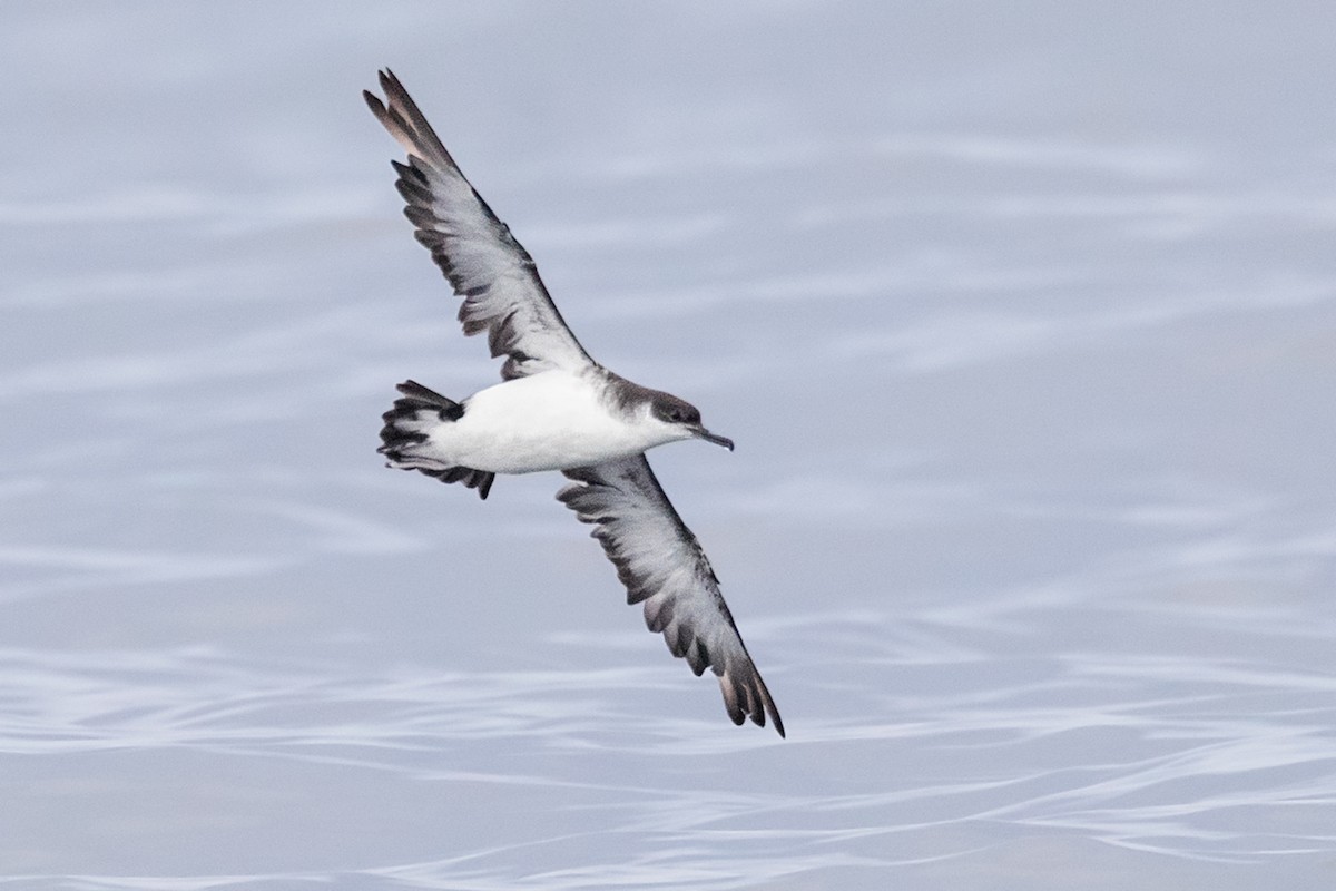 Manx Shearwater - ML173248231