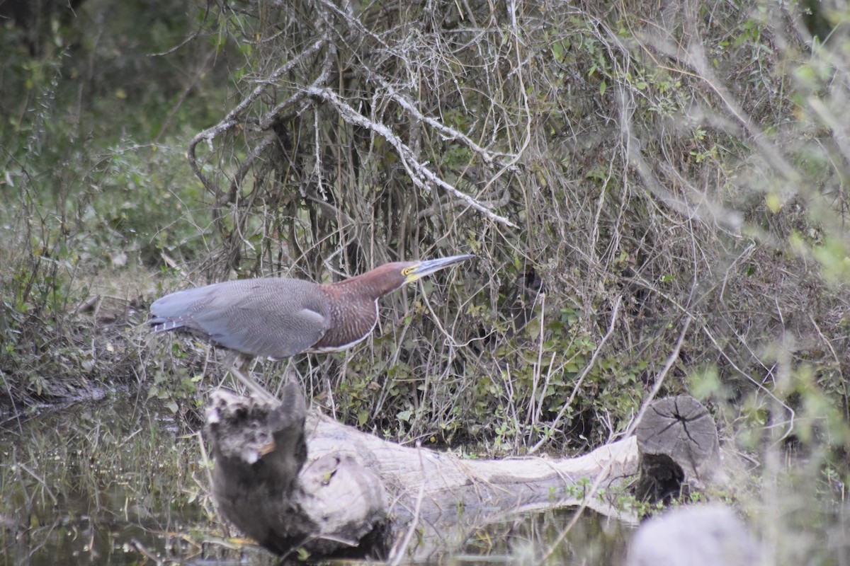Rufescent Tiger-Heron - ML173248701