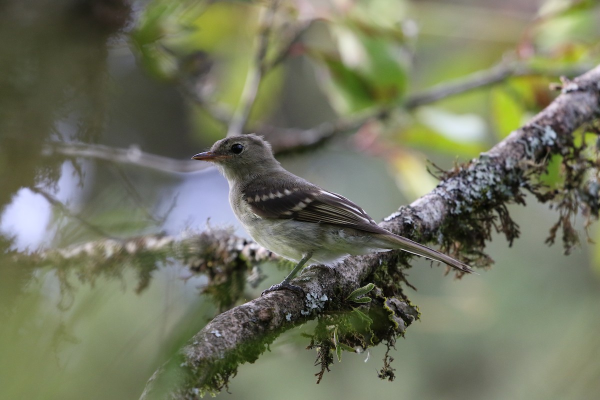 Mountain Elaenia - ML173249011