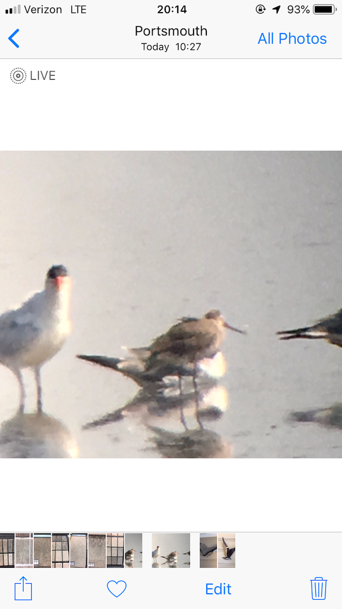 Hudsonian Godwit - ML173249211