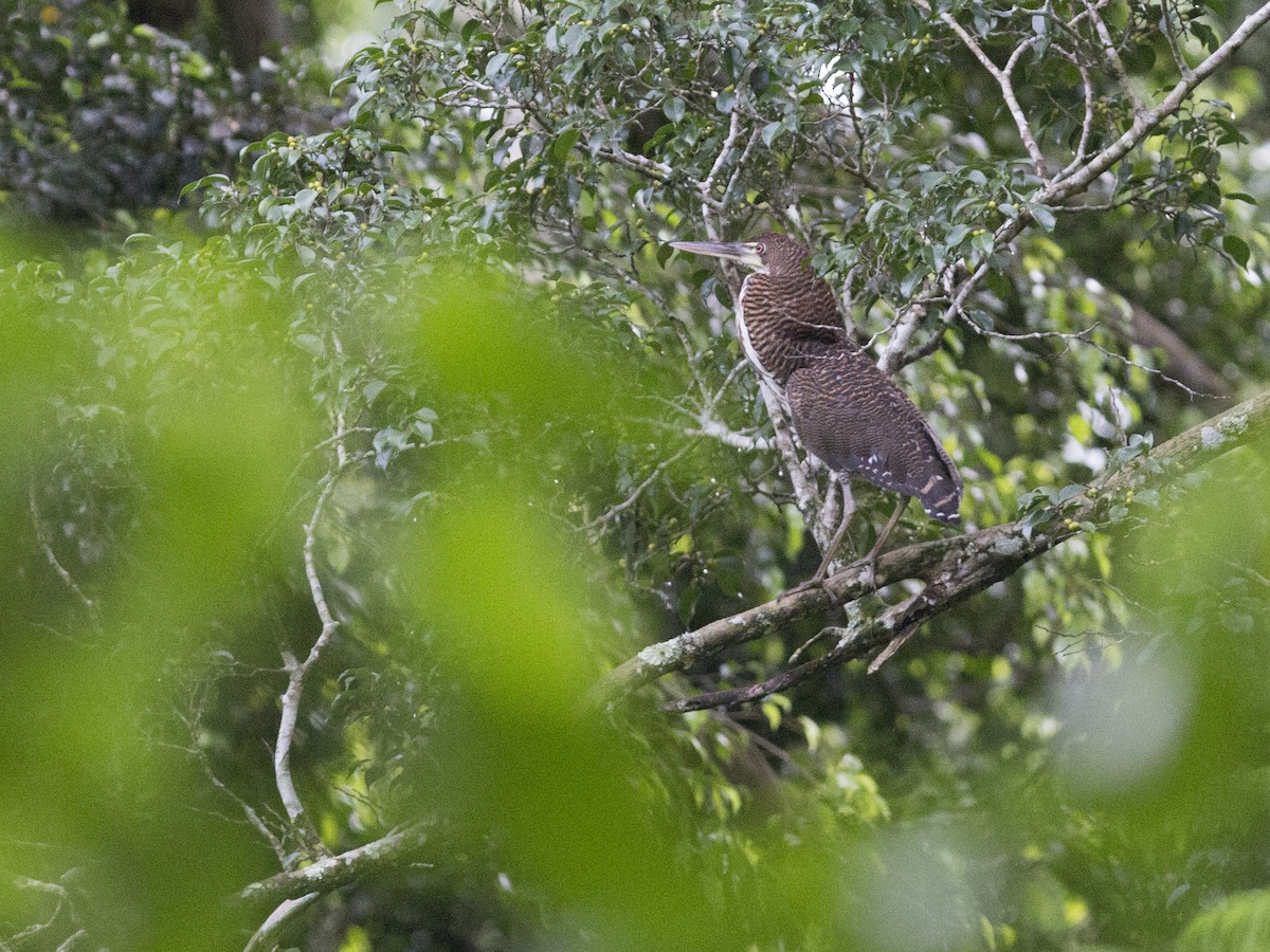 Rufescent Tiger-Heron - ML173249751