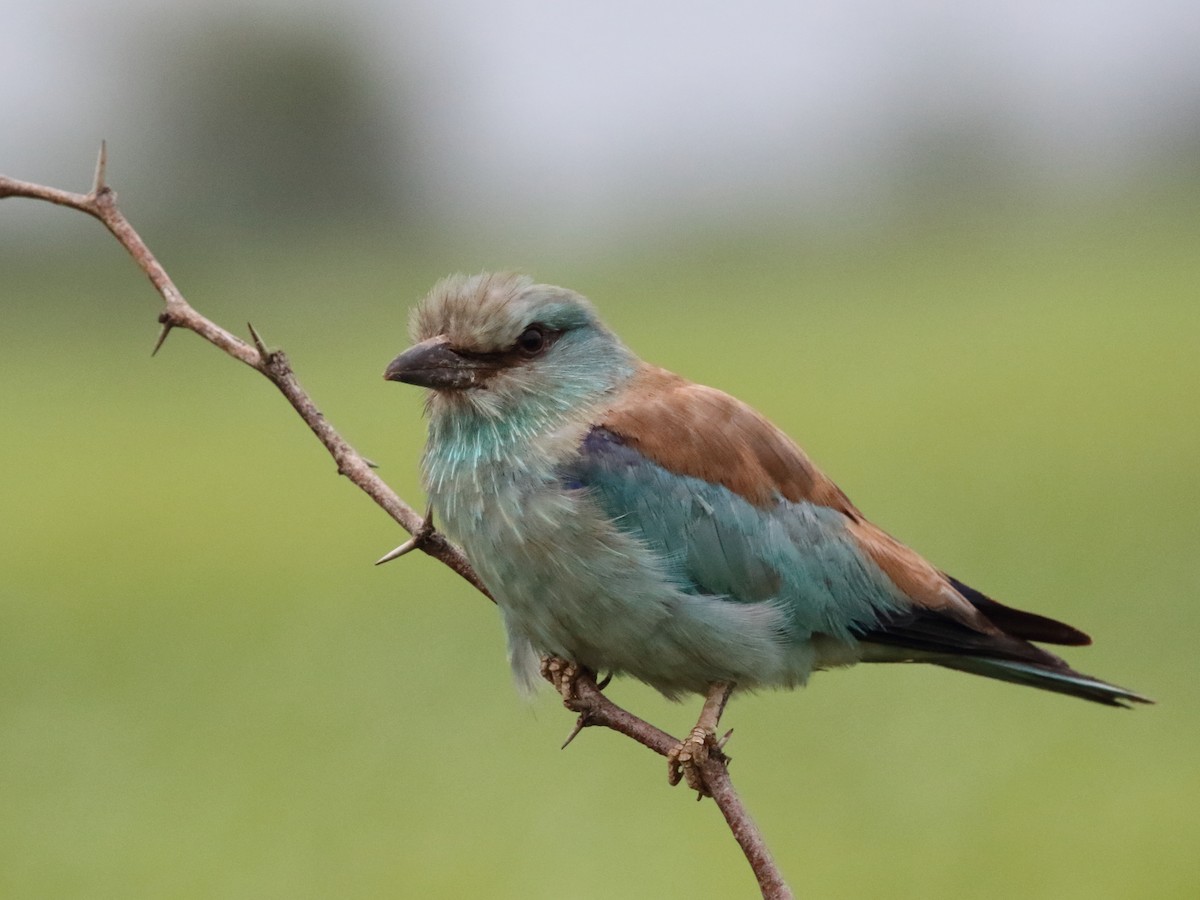 European Roller - Shekar Vishvanath