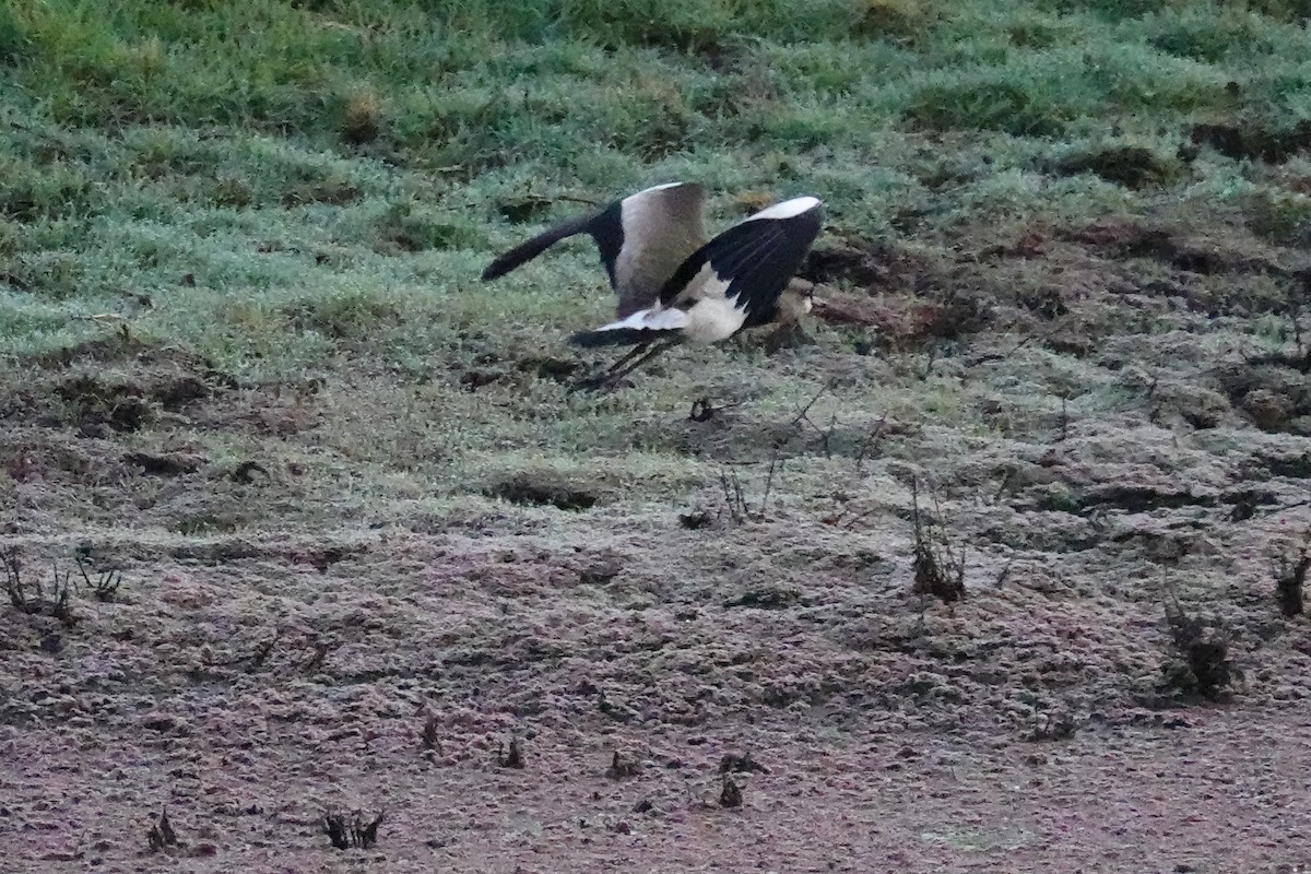 Southern Lapwing (cayennensis) - ML173251781