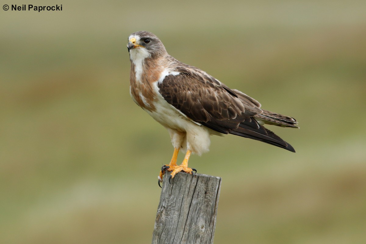 Swainson's Hawk - ML173252111