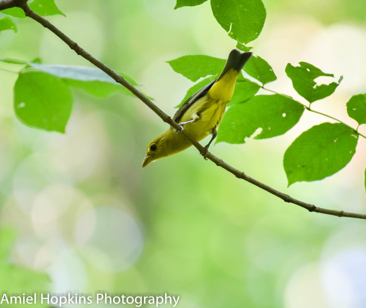 Scarlet Tanager - ML173252131