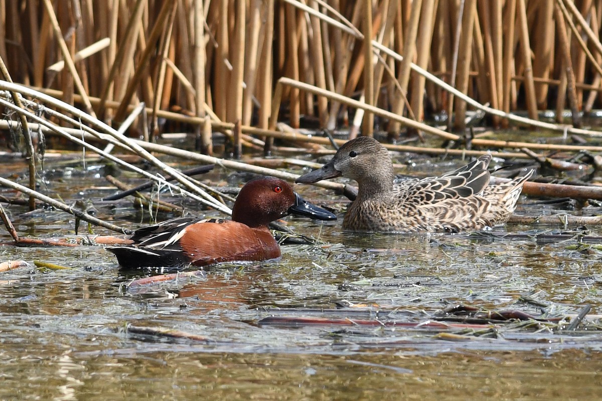 Cinnamon Teal - David M. Bell