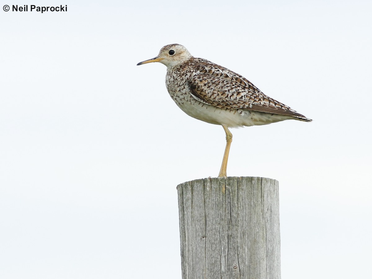 Upland Sandpiper - Neil Paprocki