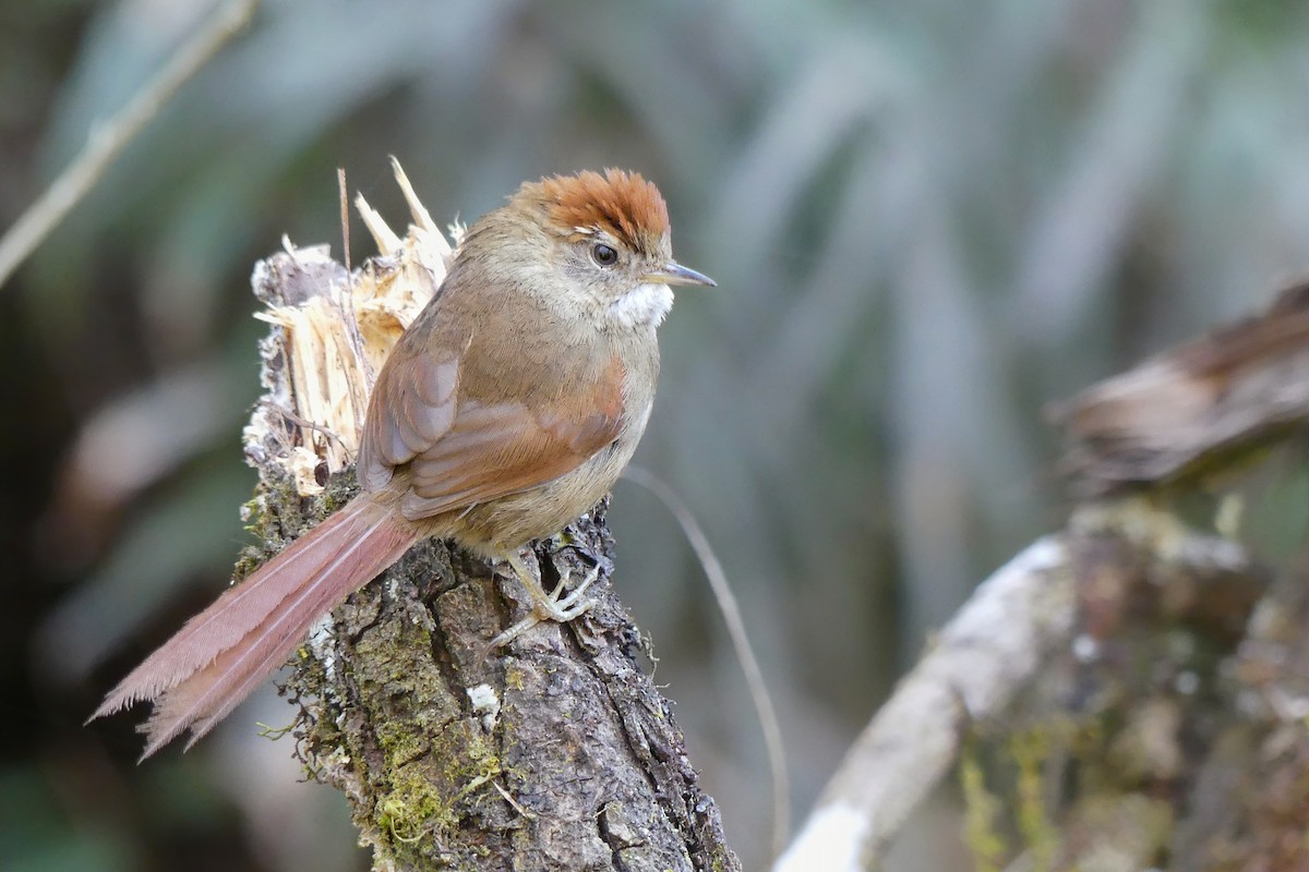 Azara's Spinetail - ML173254931