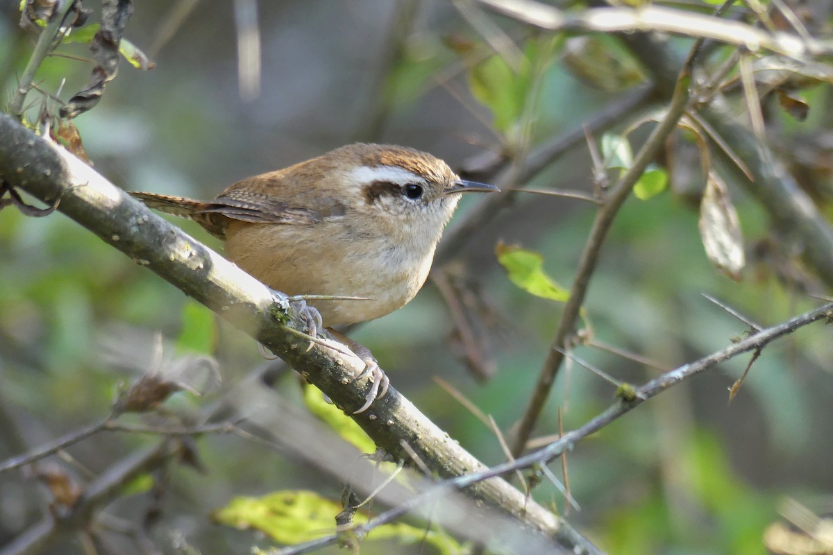 Mountain Wren - Jorge  Quiroga