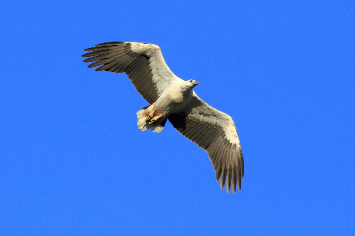 Белобрюхий орлан - ML173255181