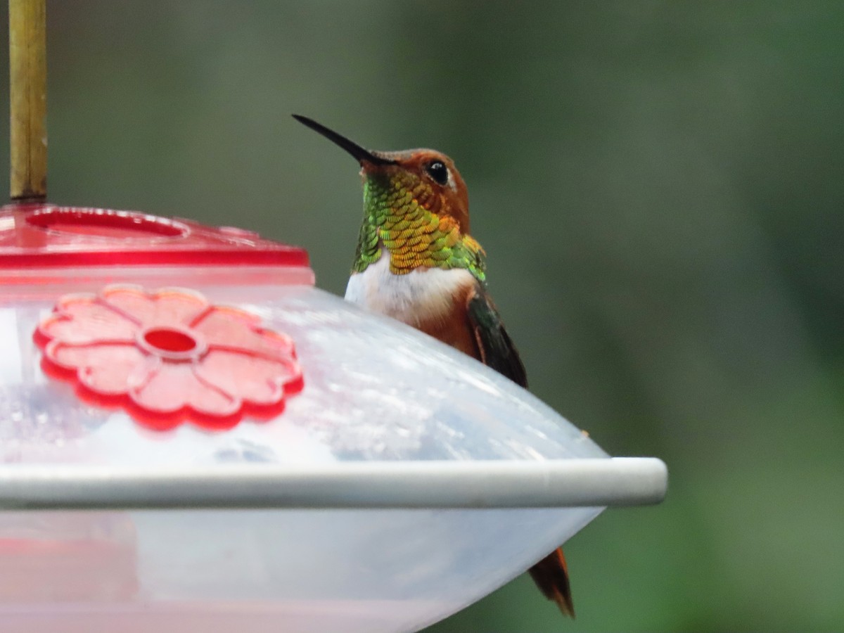 Allen's Hummingbird - Phil Lehman