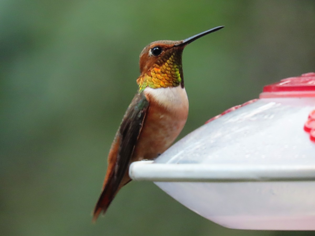 Allen's Hummingbird - ML173257081