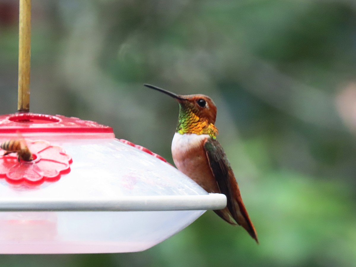 Colibrí de Allen - ML173257091