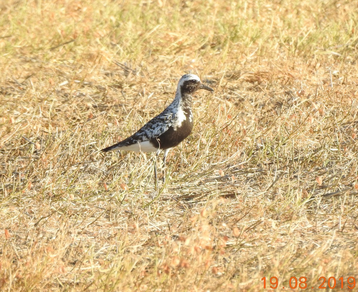 Black-bellied Plover - ML173257121