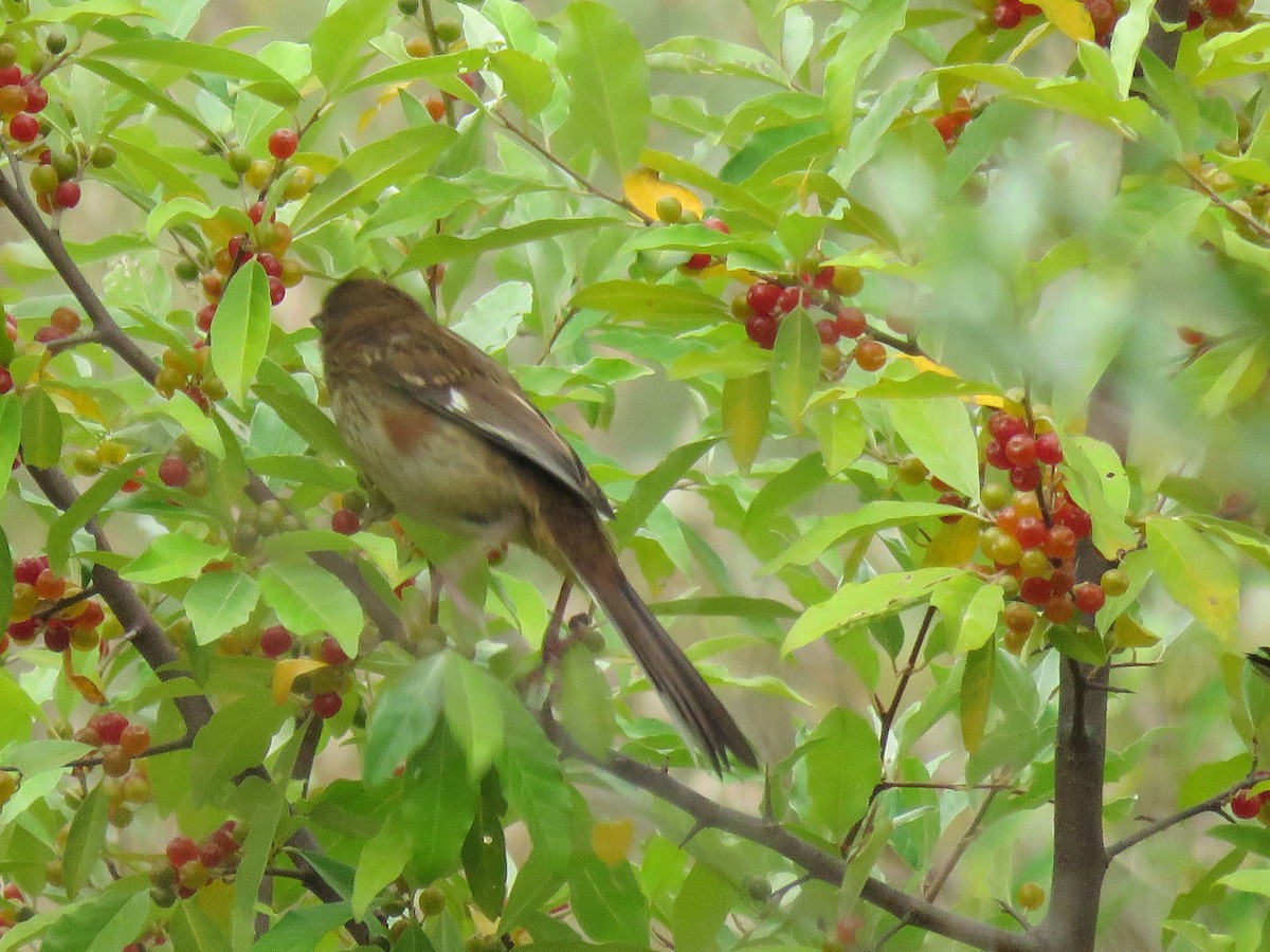 Eastern Towhee - Gretchen Shea