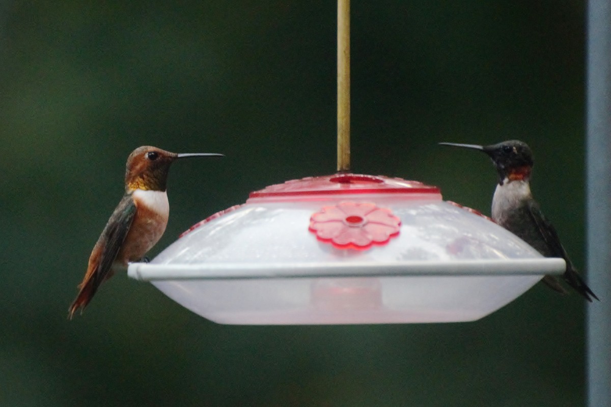 Allen's Hummingbird - ML173258281