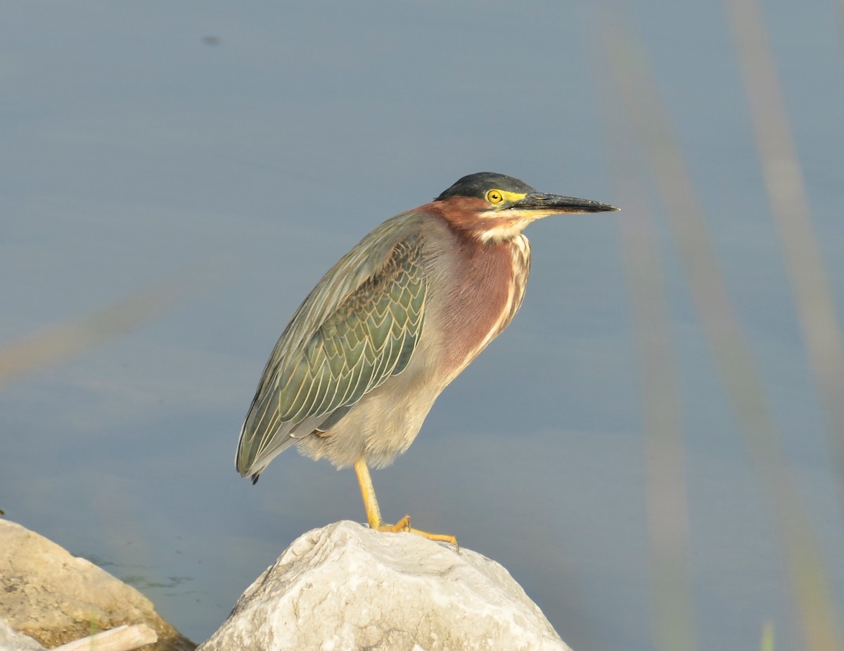 Green Heron - Nathaniel  Wegner