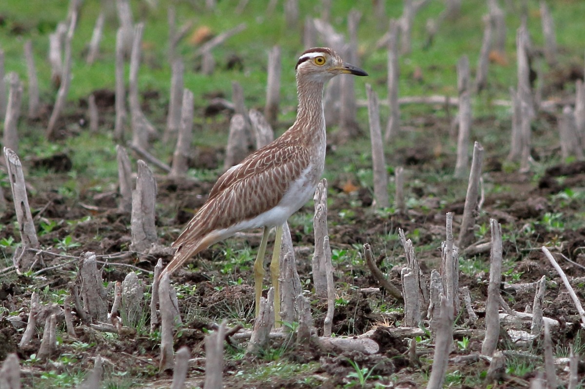 Double-striped Thick-knee - ML173259521