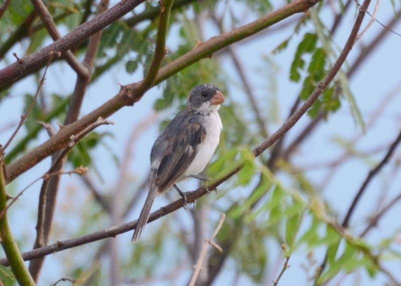 White-bellied Seedeater - ML173259821