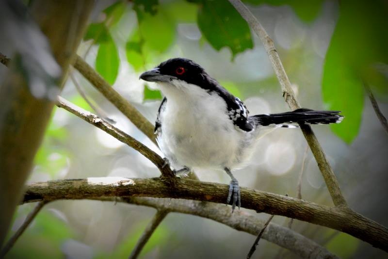 Great Antshrike - ML173259931