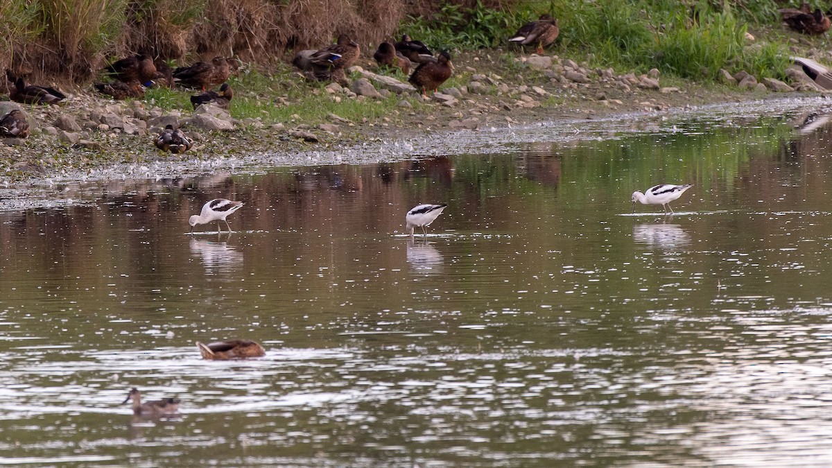 American Avocet - Charlie Shields