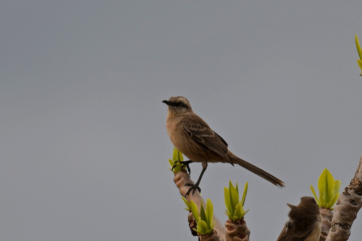 Chalk-browed Mockingbird - Brian Henderson