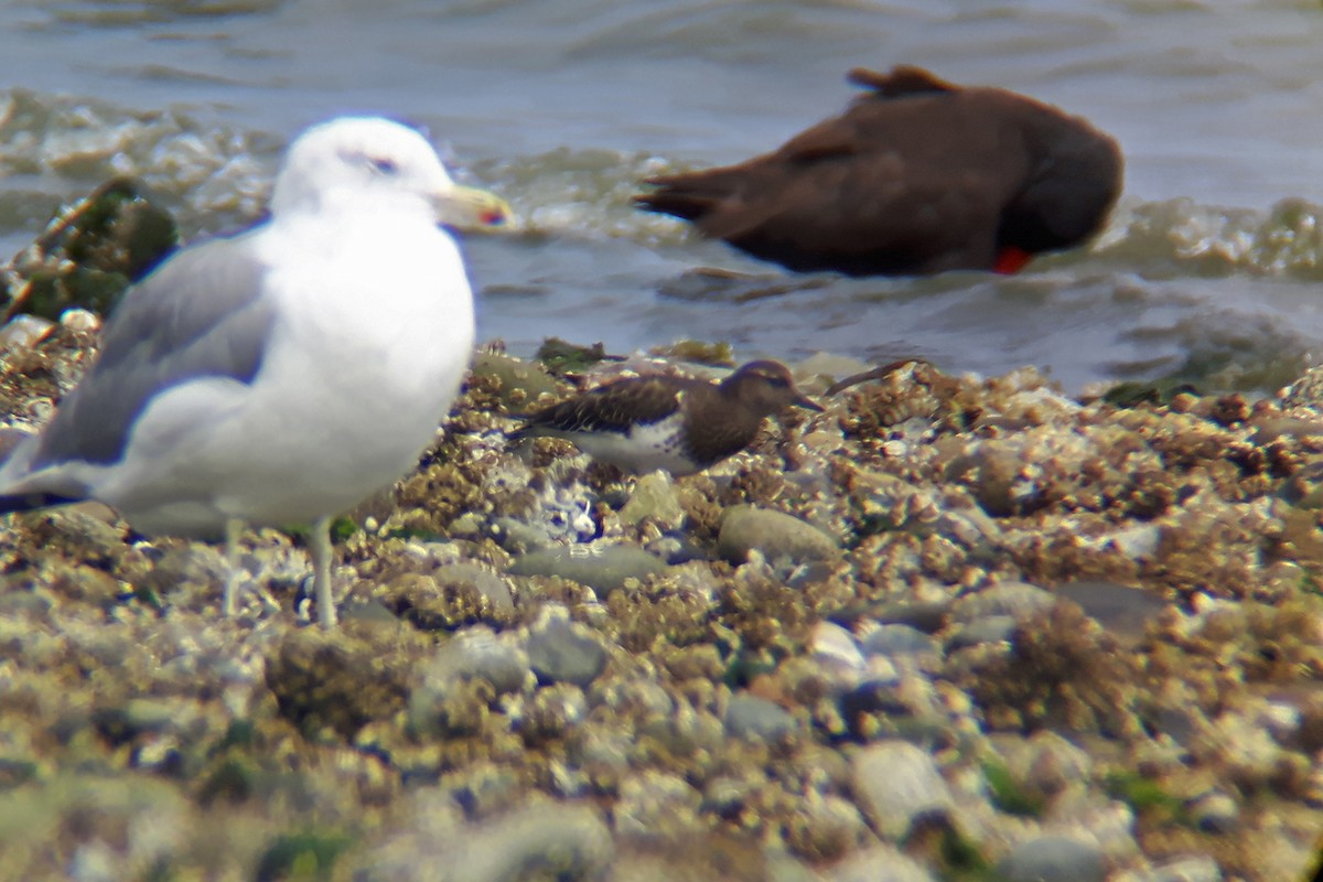 Black Turnstone - ML173264091