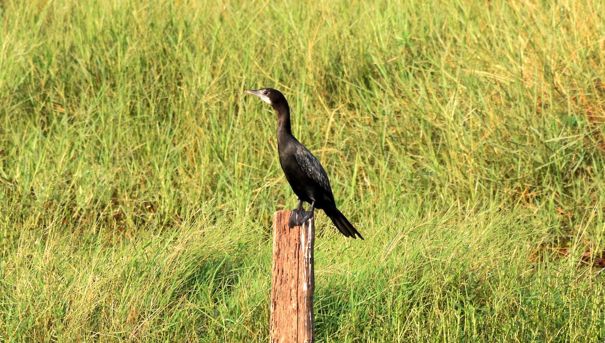 Little Cormorant - mathew thekkethala