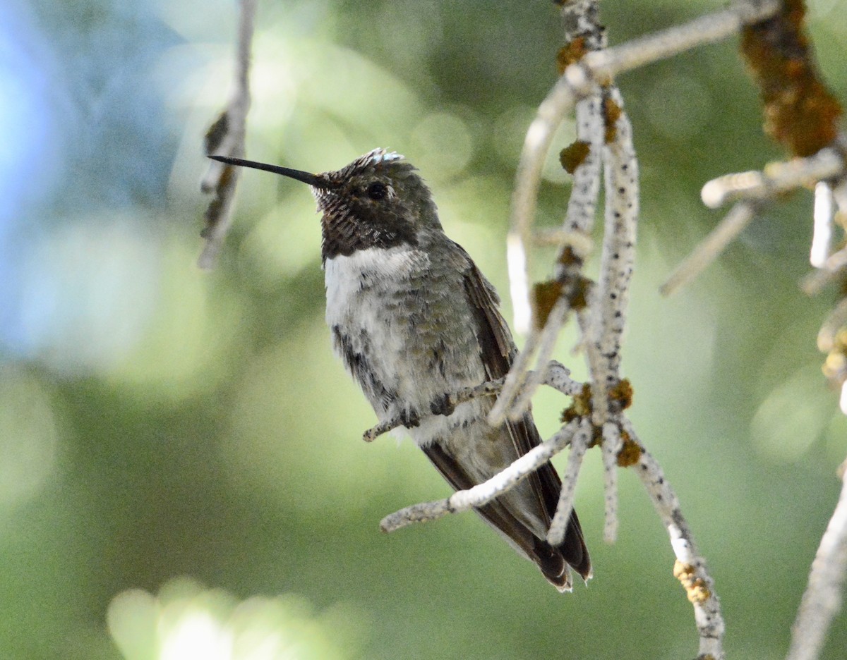 Broad-tailed Hummingbird - Taylor Abbott