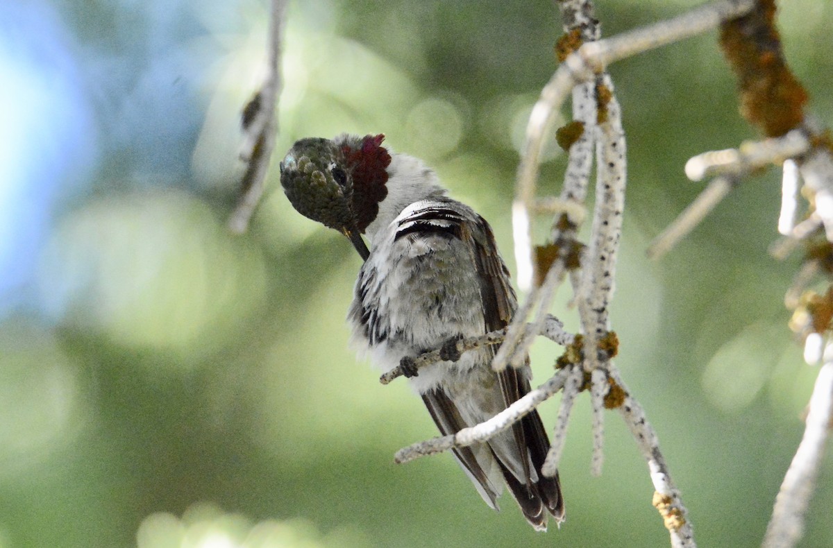 Broad-tailed Hummingbird - Taylor Abbott