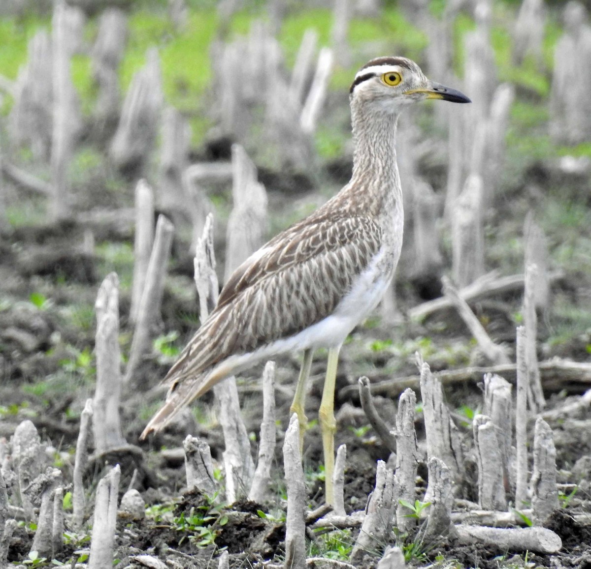 Double-striped Thick-knee - ML173266351