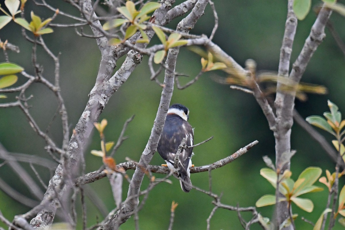 Pearl Kite - Brian Henderson