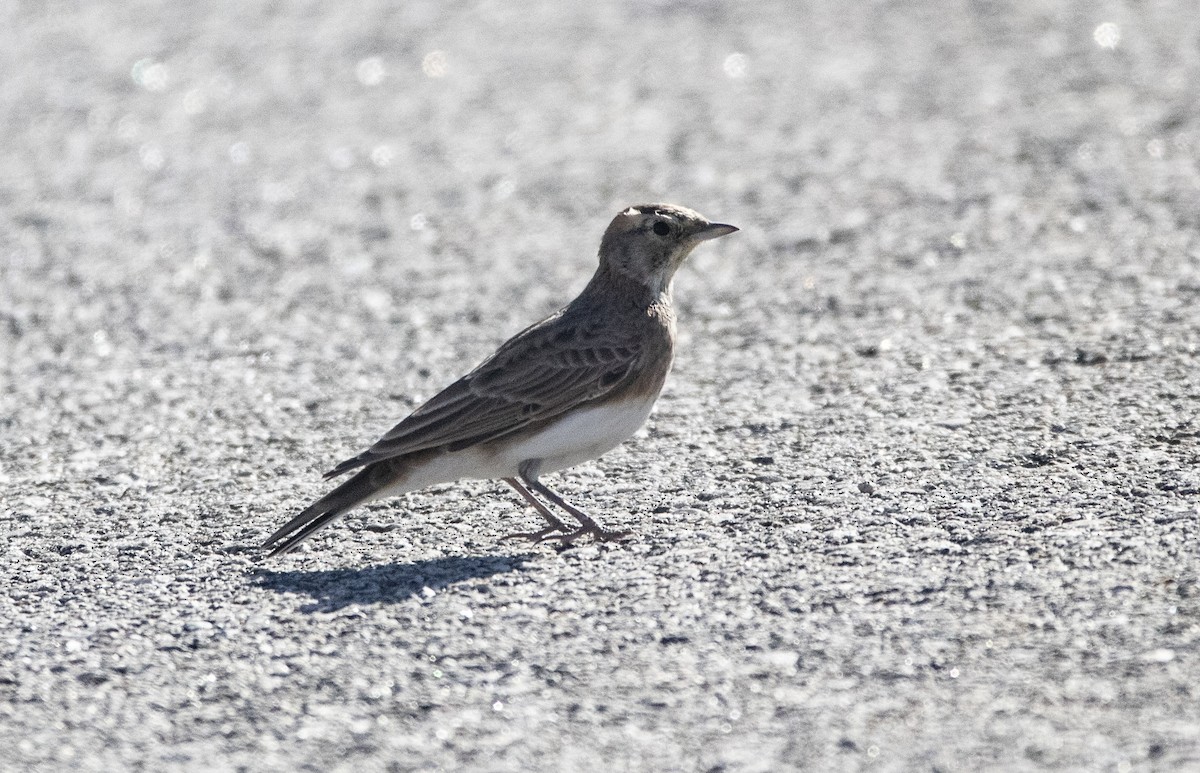 Horned Lark - ML173272591