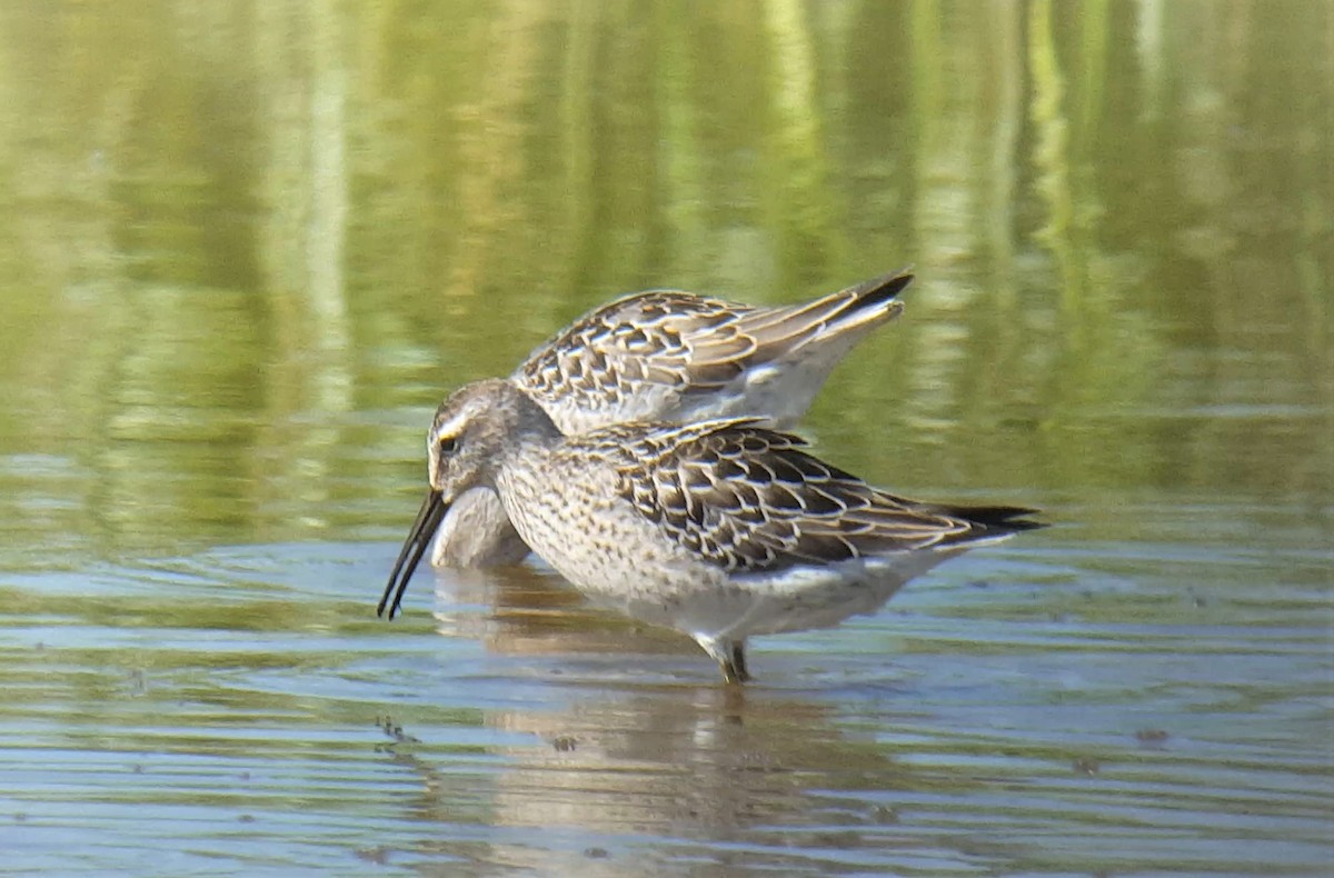 Stilt Sandpiper - ML173273041