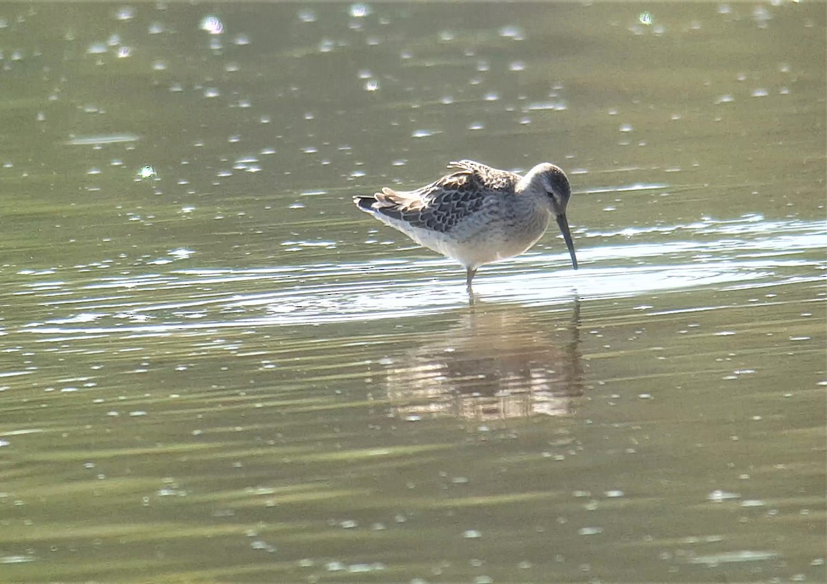 Stilt Sandpiper - ML173273181