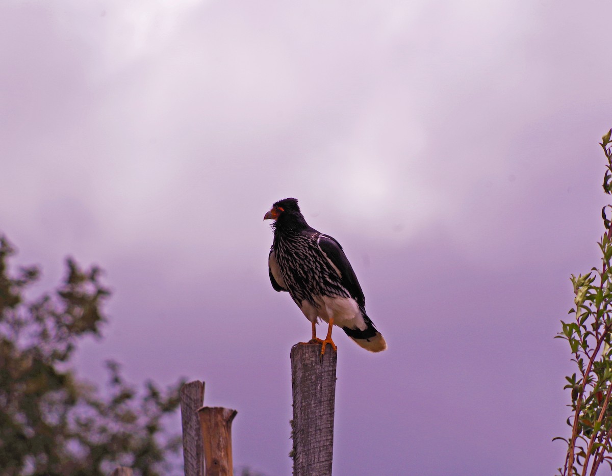 Carunculated Caracara - ML173273221